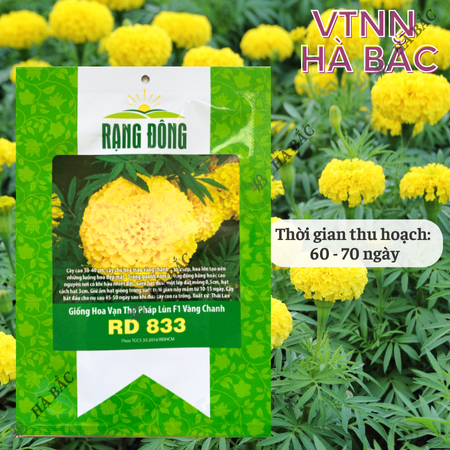 Hạt Giống Hoa Vạn Thọ Pháp Lùn F1 Vàng Chanh RADO 833 (Gói 10 Hạt) Rạng Đông, Hoa To Tròn, Cao Tầm 30-40cm