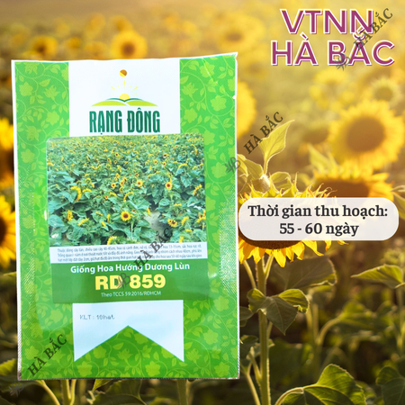 Hạt Giống Hoa Hướng Dương Lùn RADO 859 (Gói 10 Hạt) Rạng Đông, Cánh Đơn, Hoa Nở To, Thích Hợp Trồng Chậu