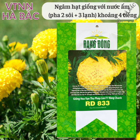 Hạt Giống Hoa Vạn Thọ Pháp Lùn F1 Vàng Chanh RADO 833 (Gói 10 Hạt) Rạng Đông, Hoa To Tròn, Cao Tầm 30-40cm