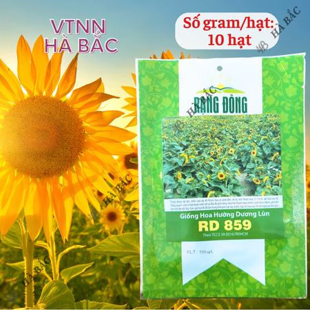 Hạt Giống Hoa Hướng Dương Lùn RADO 859 (Gói 10 Hạt) Rạng Đông, Cánh Đơn, Hoa Nở To, Thích Hợp Trồng Chậu