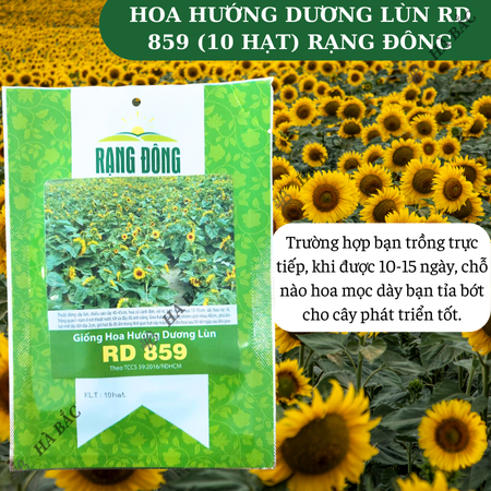 Hạt Giống Hoa Hướng Dương Lùn RADO 859 (Gói 10 Hạt) Rạng Đông, Cánh Đơn, Hoa Nở To, Thích Hợp Trồng Chậu