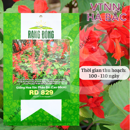 Hạt giống Hoa Xác Pháo Đỏ (Cao tầm 60cm) RADO 829 (Gói 0,03g~25 hạt) Rạng Đông, màu rực rỡ, trồng chậu quanh năm