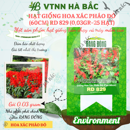 Hạt giống Hoa Xác Pháo Đỏ (Cao tầm 60cm) RADO 829 (Gói 0,03g~25 hạt) Rạng Đông, màu rực rỡ, trồng chậu quanh năm