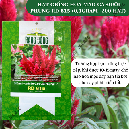 Hạt Giống Hoa Mào Gà Đuôi Phụng RADO 815 (Gói 0,1g~200 Hạt) Rạng Đông, Chuẩn Giống Cho Hoa Mùa Tết, Dễ Chăm Sóc