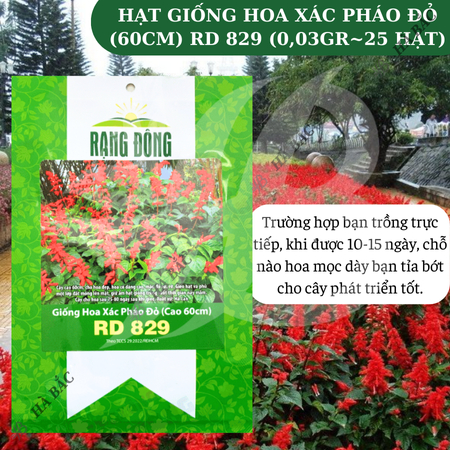 Hạt giống Hoa Xác Pháo Đỏ (Cao tầm 60cm) RADO 829 (Gói 0,03g~25 hạt) Rạng Đông, màu rực rỡ, trồng chậu quanh năm