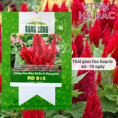 Hạt Giống Hoa Mào Gà Đuôi Phụng RADO 815 (Gói 0,1g~200 Hạt) Rạng Đông, Chuẩn Giống Cho Hoa Mùa Tết, Dễ Chăm Sóc
