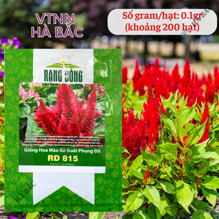 Hạt Giống Hoa Mào Gà Đuôi Phụng RADO 815 (Gói 0,1g~200 Hạt) Rạng Đông, Chuẩn Giống Cho Hoa Mùa Tết, Dễ Chăm Sóc