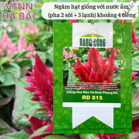 Hạt Giống Hoa Mào Gà Đuôi Phụng RADO 815 (Gói 0,1g~200 Hạt) Rạng Đông, Chuẩn Giống Cho Hoa Mùa Tết, Dễ Chăm Sóc