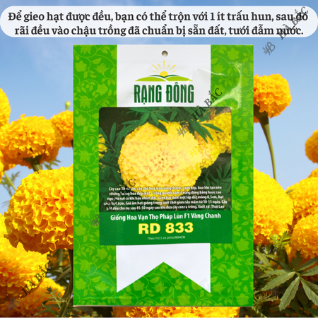 Hạt Giống Hoa Vạn Thọ Pháp Lùn F1 Vàng Chanh RADO 833 (Gói 10 Hạt) Rạng Đông, Hoa To Tròn, Cao Tầm 30-40cm