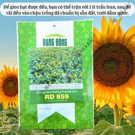 Hạt Giống Hoa Hướng Dương Lùn RADO 859 (Gói 10 Hạt) Rạng Đông, Cánh Đơn, Hoa Nở To, Thích Hợp Trồng Chậu