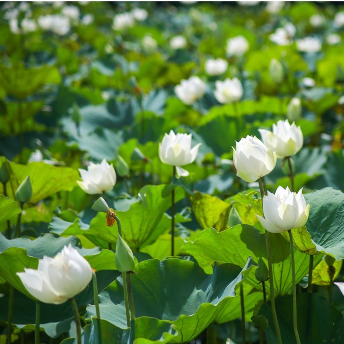 Củ sen tứ quý trắng trồng quanh năm ra hoa sớm