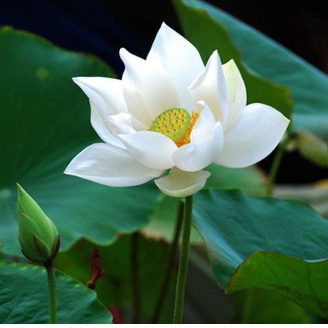Củ sen tứ quý trắng trồng quanh năm ra hoa sớm