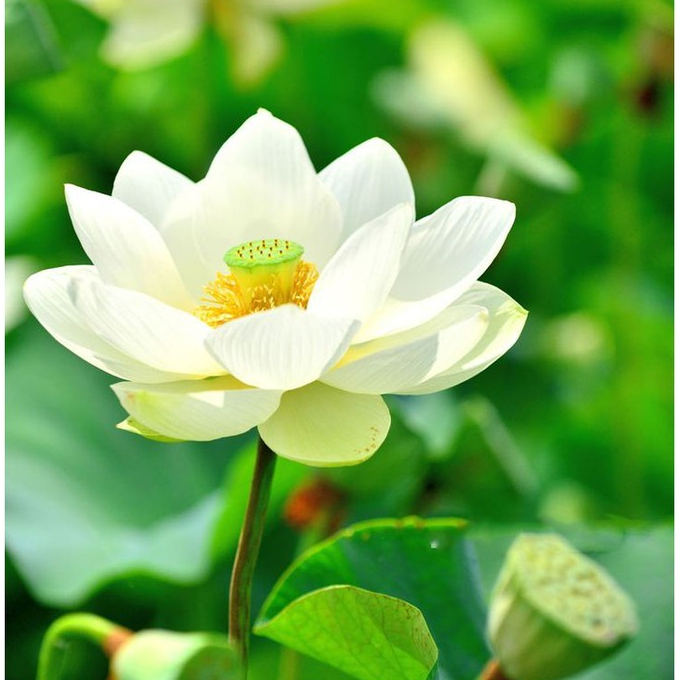 Củ sen tứ quý trắng trồng quanh năm ra hoa sớm