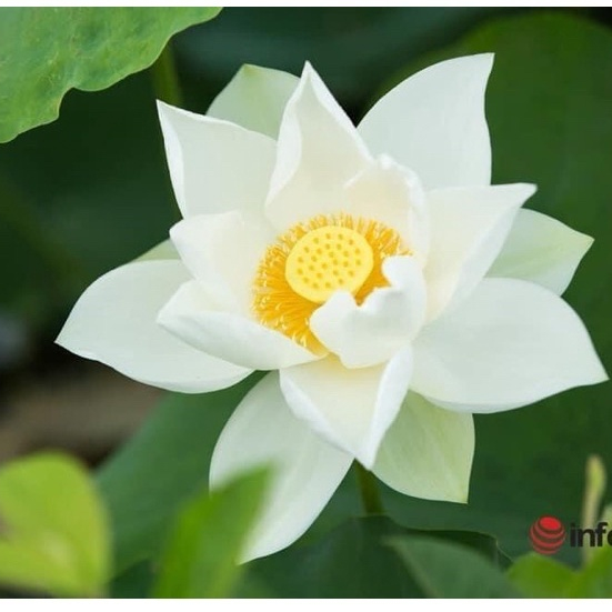 Củ sen tứ quý trắng trồng quanh năm ra hoa sớm