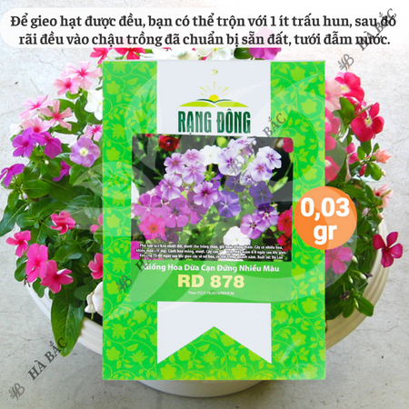 Hạt Giống Hoa Dừa Cạn Đứng Nhiều Màu RADO 878 (Gói 0,03g~30 Hạt) Rạng Đông, Thích Hợp Trồng Sân Vườn, Trồng Chậu