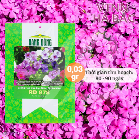 Hạt Giống Hoa Dừa Cạn Đứng Nhiều Màu RADO 878 (Gói 0,03g~30 Hạt) Rạng Đông, Thích Hợp Trồng Sân Vườn, Trồng Chậu