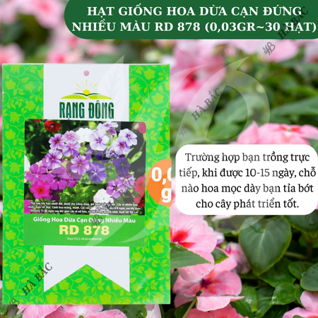 Hạt Giống Hoa Dừa Cạn Đứng Nhiều Màu RADO 878 (Gói 0,03g~30 Hạt) Rạng Đông, Thích Hợp Trồng Sân Vườn, Trồng Chậu