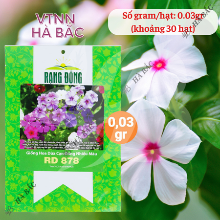 Hạt Giống Hoa Dừa Cạn Đứng Nhiều Màu RADO 878 (Gói 0,03g~30 Hạt) Rạng Đông, Thích Hợp Trồng Sân Vườn, Trồng Chậu