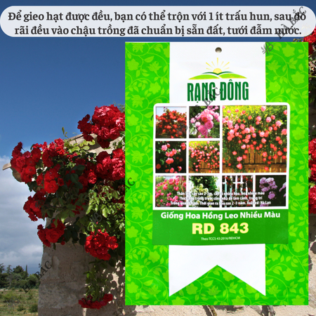 Hạt Giống Hoa Hồng Leo Nhiều Màu RADO 843 (Gói 10 Hạt) Rạng Đông Cây Ra Hoa Sau 2-3 Năm – [CÂY KHÓ TRỒNG]