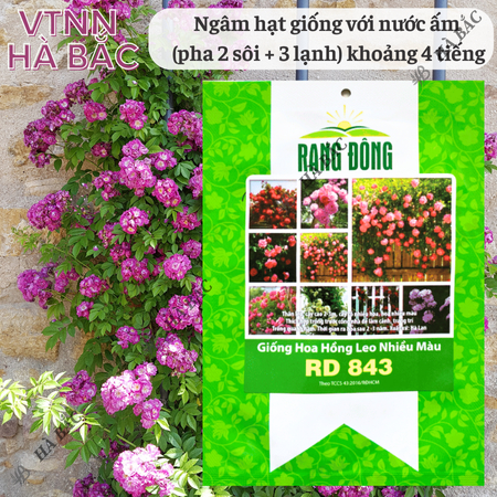 Hạt Giống Hoa Hồng Leo Nhiều Màu RADO 843 (Gói 10 Hạt) Rạng Đông Cây Ra Hoa Sau 2-3 Năm – [CÂY KHÓ TRỒNG]