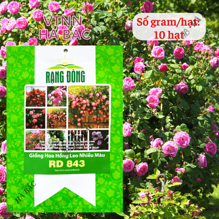 Hạt Giống Hoa Hồng Leo Nhiều Màu RADO 843 (Gói 10 Hạt) Rạng Đông Cây Ra Hoa Sau 2-3 Năm – [CÂY KHÓ TRỒNG]