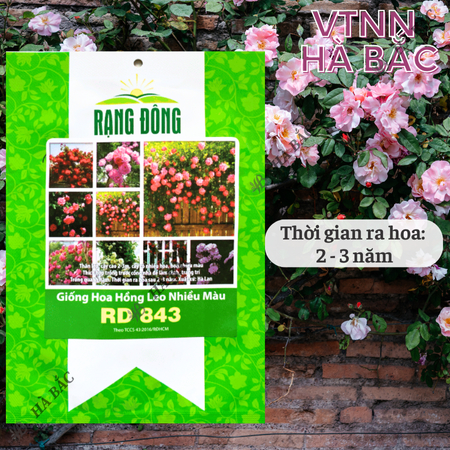 Hạt Giống Hoa Hồng Leo Nhiều Màu RADO 843 (Gói 10 Hạt) Rạng Đông Cây Ra Hoa Sau 2-3 Năm – [CÂY KHÓ TRỒNG]
