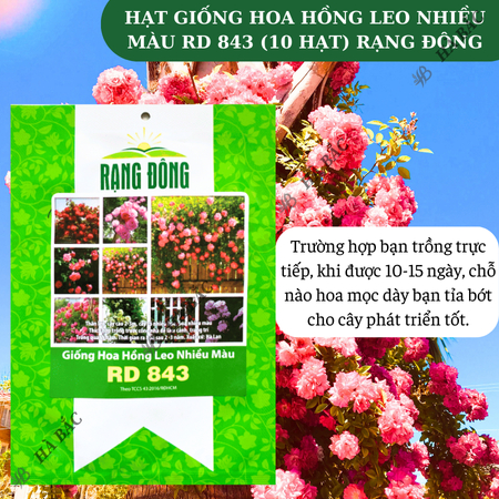 Hạt Giống Hoa Hồng Leo Nhiều Màu RADO 843 (Gói 10 Hạt) Rạng Đông Cây Ra Hoa Sau 2-3 Năm – [CÂY KHÓ TRỒNG]