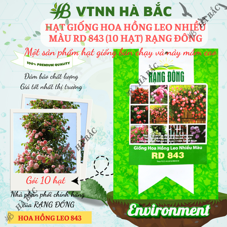 Hạt Giống Hoa Hồng Leo Nhiều Màu RADO 843 (Gói 10 Hạt) Rạng Đông Cây Ra Hoa Sau 2-3 Năm – [CÂY KHÓ TRỒNG]