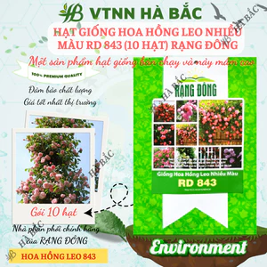 Hạt Giống Hoa Hồng Leo Nhiều Màu RADO 843 (Gói 10 Hạt) Rạng Đông Cây Ra Hoa Sau 2-3 Năm – [CÂY KHÓ TRỒNG]