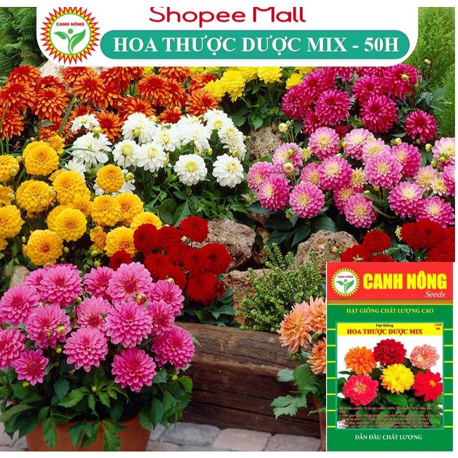 Hạt giống Hoa Cúc Thược Dược Nhiều Màu ( hạt) cao 40-60cm, nhiều màu, trồng quanh năm - Hạt giống CANH NÔNG
