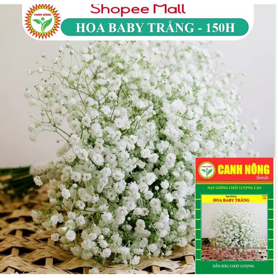 Hạt giống Hoa Baby Trắng Rd 896 (0,03g~80 hạt) dùng làm hoa khô trang trí, trồng quanh năm - Hạt giống  CANH NÔNG