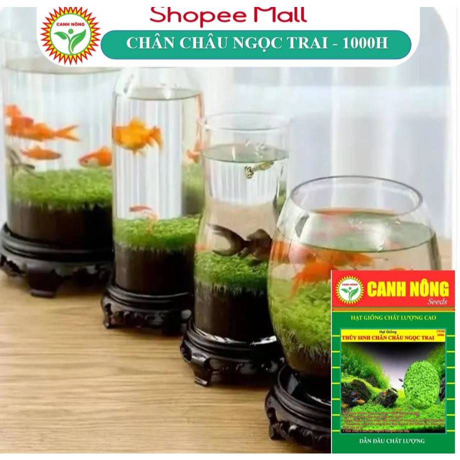 Hạt Giống Cây Thủy Sinh (Trân Châu Ngọc Trai, Ngưu Mao Chiên, Cỏ Tình Yêu, Cỏ May Mắn) - Hạt Giống CANH NÔNG