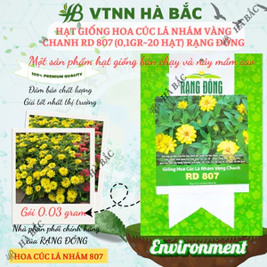 Hạt Giống Hoa Cúc Lá Nhám Vàng Chanh RADO 807 (Gói 0,1g~20 Hạt) Rạng Đông, Thân Cao, Trồng Chậu