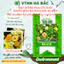 Hạt Giống Hoa Cúc Susi Nhiều Màu RADO 818 (Gói 0,1g~40 Hạt) Rạng Đông, Dễ Chăm, Hoa Nở Rực Rỡ