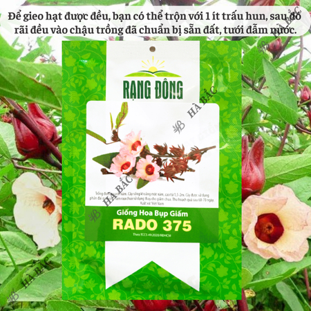 Hạt Giống Hoa Bụp Giấm RADO 375 (Gói 2g~70 Hạt) Rạng Đông,  Nhiều Công Dụng, Nảy Mầm Tốt, Sinh Trưởng Khỏe