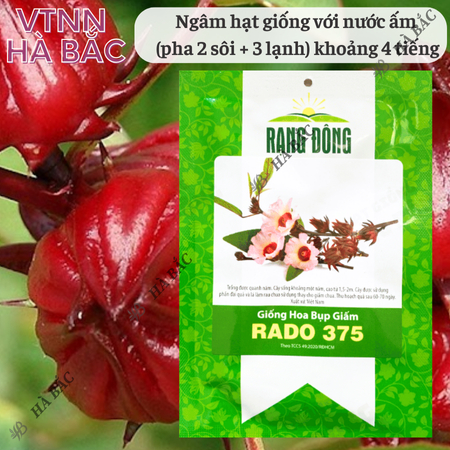 Hạt Giống Hoa Bụp Giấm RADO 375 (Gói 2g~70 Hạt) Rạng Đông,  Nhiều Công Dụng, Nảy Mầm Tốt, Sinh Trưởng Khỏe