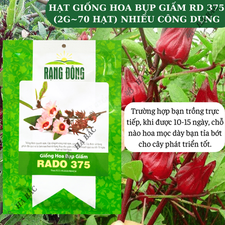 Hạt Giống Hoa Bụp Giấm RADO 375 (Gói 2g~70 Hạt) Rạng Đông,  Nhiều Công Dụng, Nảy Mầm Tốt, Sinh Trưởng Khỏe