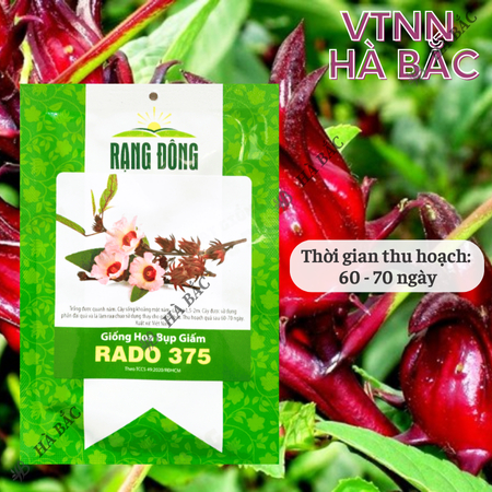 Hạt Giống Hoa Bụp Giấm RADO 375 (Gói 2g~70 Hạt) Rạng Đông,  Nhiều Công Dụng, Nảy Mầm Tốt, Sinh Trưởng Khỏe