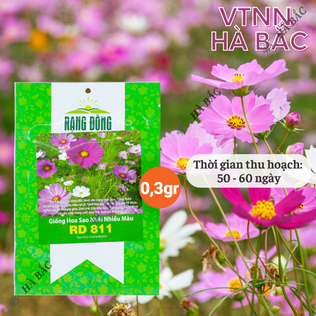 Hạt Giống Hoa Sao Nhái Nhiều Màu RADO 811 (Gói 0,1g~35 Hạt) Rạng Đông, Ra Hoa Liên Tục, Trồng Quanh Năm