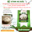 Hạt Giống Bí Đĩa Bay Trắng RADO 325 (Gói 1g~10 Hạt) Rạng Đông, Nảy Mầm Tốt, Trồng Quanh Năm, Ít Sâu Bệnh
