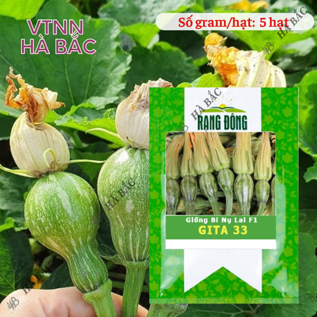 Hạt Giống Bí Nụ Lai F1 Gita RADO 33 (Gói 5 Hạt) Rạng Đông, Giống Bí Siêu Nụ, Nảy Mầm Tốt, Trồng Quanh Năm