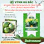 Hạt Giống Bí Ngòi Trái Tròn RADO 678 (Gói 1g~10 Hạt) Rạng Đông, Sinh Trưởng Khỏe, Năng Suất Cao, Dễ Chăm Sóc