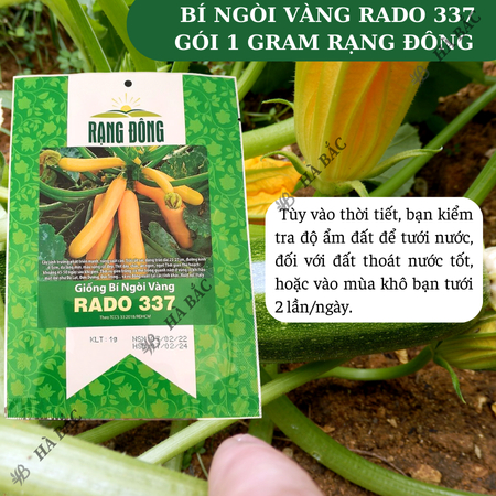 Hạt Giống Bí Ngòi Vàng RADO 337 (Gói 1g~10 Hạt) Rạng Đông, Nảy Mầm Tốt, Trồng Quanh Năm, Sinh Trưởng Khỏe