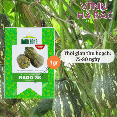 Hạt Giống Bí Đỏ Hạt Đậu Lai F1 RADO 35 (Gói 1g~8-10 Hạt) Rạng Đông, Vỏ Mỏng, Thịt Nhiều, Trồng Quanh Năm – [Bí Đỏ Hồ Lô]
