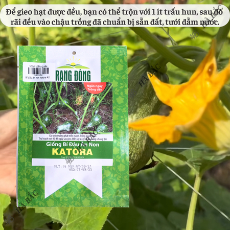 Hạt Giống Bí Đậu Ăn Non Katora (1g~10 Hạt) Dễ Chăm Sóc, Năng Suất Cao, Trồng Quanh Năm