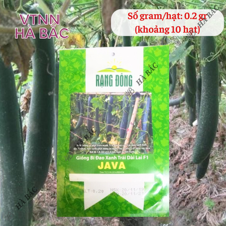 Hạt Giống Bí Đao Xanh Trái Dài Lai F1 Java RADO (Gói 0,2g~10 Hạt) Rạng Đông, Sinh Trưởng Khỏe, Trồng Quanh Năm