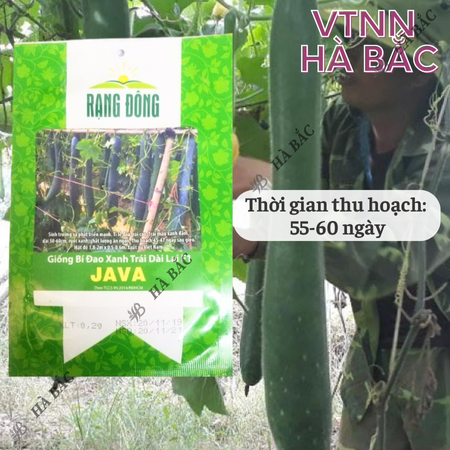 Hạt Giống Bí Đao Xanh Trái Dài Lai F1 Java RADO (Gói 0,2g~10 Hạt) Rạng Đông, Sinh Trưởng Khỏe, Trồng Quanh Năm