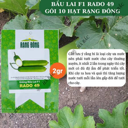 Hạt Giống Bầu Lai F1 RADO 49 (Gói 10 Hạt) Rạng Đông, Trái Dài, Nảy Mầm Tốt, Trồng Quanh Năm