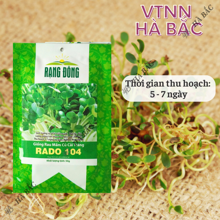 Hạt Giống Rau Mầm Củ Cải Trắng RADO 104 (Gói 50g~1000 Hạt) Rạng Đông, Nảy Mầm Tốt – [Hạt Lớn]