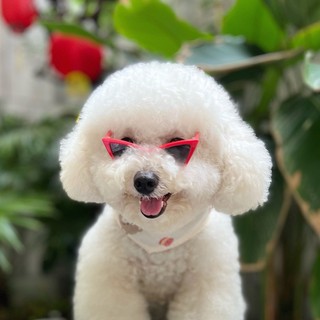 ĐẦM THÚ CƯNG 2 DÂY XOÈ BÈO TRÁI TIM HOẠ TIẾT TRÁI DÂU